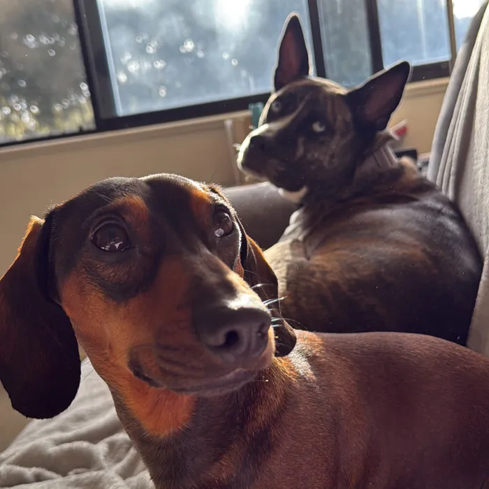 Our dogs, Atlas and Artemis
